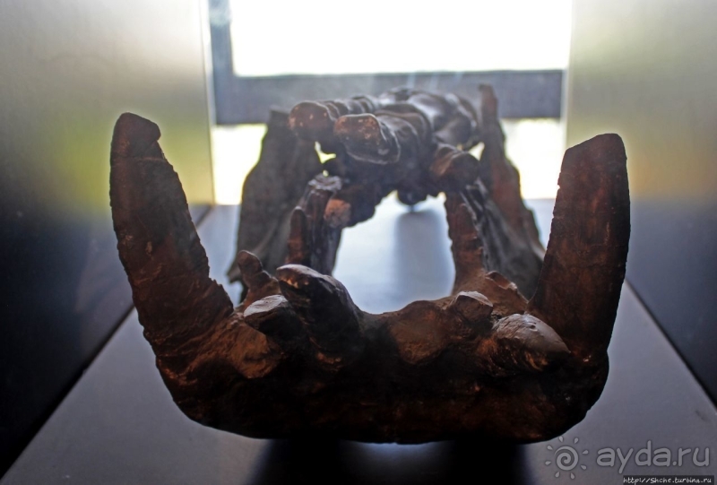 Национальный музей Чада и "тумай" — старейшая самка-гоминоид