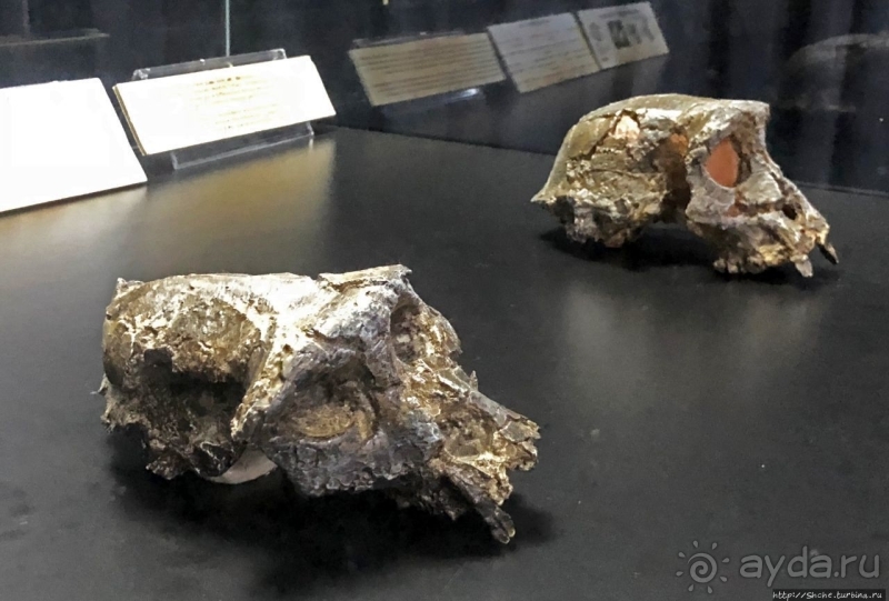 Национальный музей Чада и "тумай" — старейшая самка-гоминоид