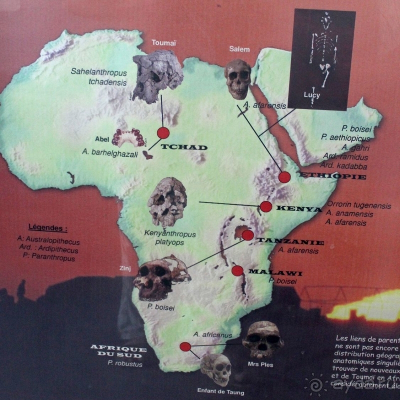 Национальный музей Чада и "тумай" — старейшая самка-гоминоид