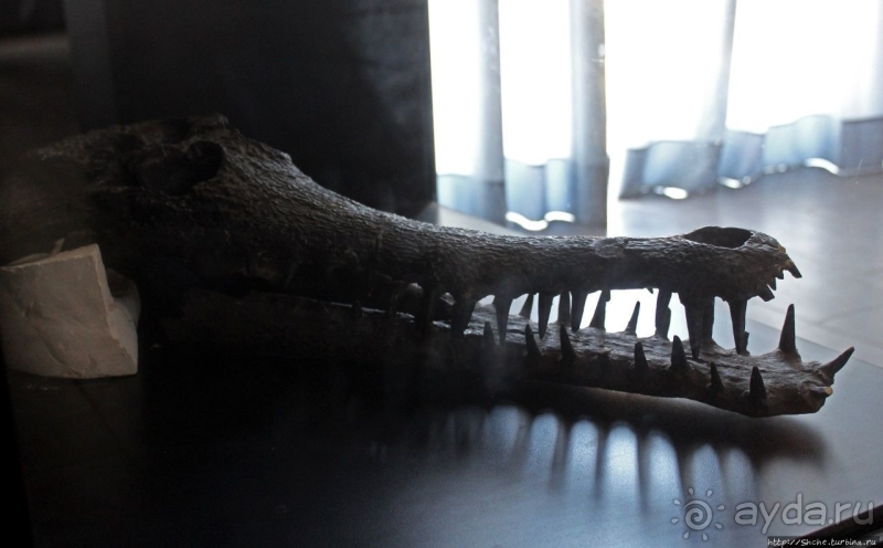 Национальный музей Чада и "тумай" — старейшая самка-гоминоид