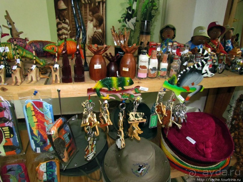 Пешие сафари по дождевому лесу. Лемуры и другие обитатели