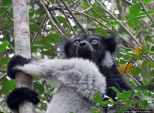 Пешие сафари по дождевому лесу. Лемуры и другие обитатели