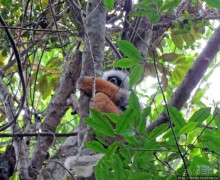 Пешие сафари по дождевому лесу. Лемуры и другие обитатели