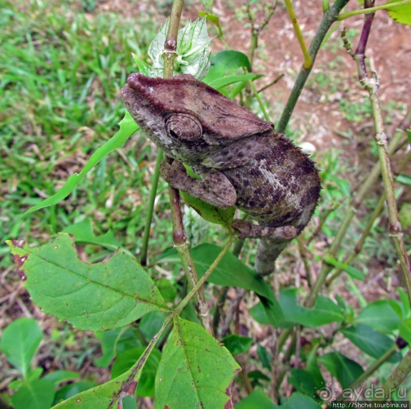 Пешие сафари по дождевому лесу. Лемуры и другие обитатели