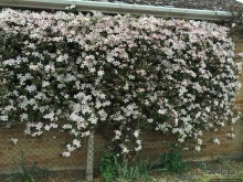 Английская глубинка... Хорспас из Окфордшира