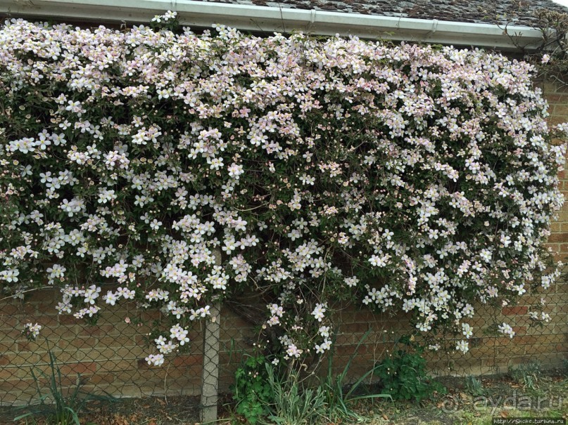 Английская глубинка... Хорспас из Окфордшира