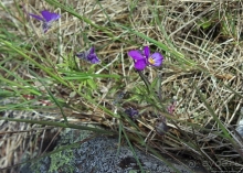 Дьявольская гора — однозначно лучшие панорамы Аландов