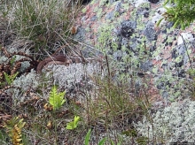 Дьявольская гора — однозначно лучшие панорамы Аландов