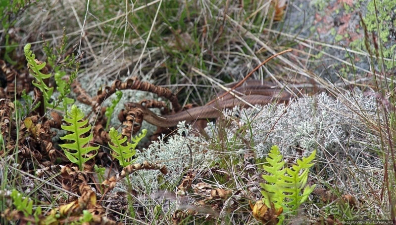Дьявольская гора — однозначно лучшие панорамы Аландов