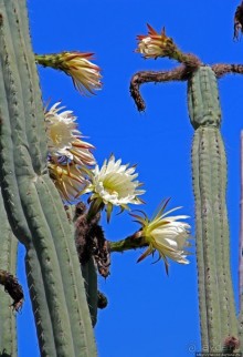 "Дом экватора" — триумвират физики, фольклора и культуры