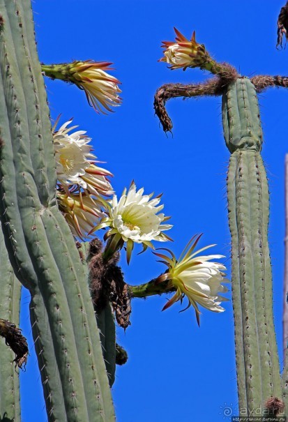 "Дом экватора" — триумвират физики, фольклора и культуры