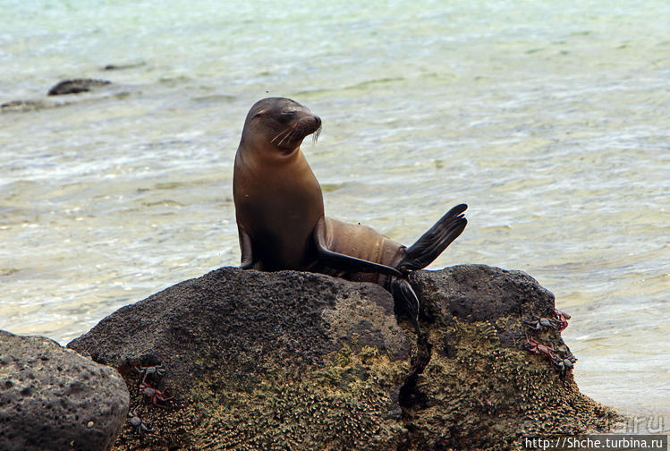 Галапагосы. Остров Санта Фе. Этап 2 — колония морских львов