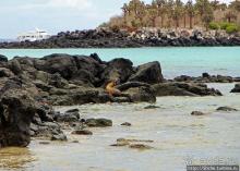 Галапагосы. Остров Санта Фе. Этап 2 — колония морских львов