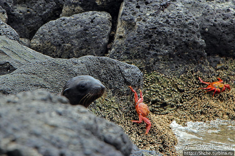 Галапагосы. Остров Санта Фе. Этап 2 — колония морских львов