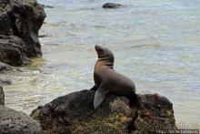 Галапагосы. Остров Санта Фе. Этап 2 — колония морских львов
