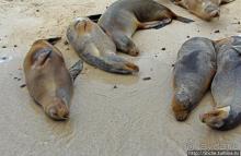 Галапагосы. Остров Санта Фе. Этап 2 — колония морских львов