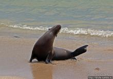 Галапагосы. Остров Санта Фе. Этап 2 — колония морских львов