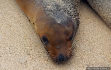 Галапагосы. Остров Санта Фе. Этап 2 — колония морских львов