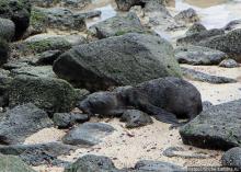Галапагосы. Остров Санта Фе. Этап 2 — колония морских львов
