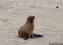 Галапагосы. Остров Санта Фе. Этап 2 — колония морских львов