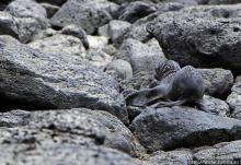 Галапагосы. Остров Санта Фе. Этап 2 — колония морских львов
