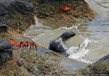 Галапагосы. Остров Санта Фе. Этап 2 — колония морских львов