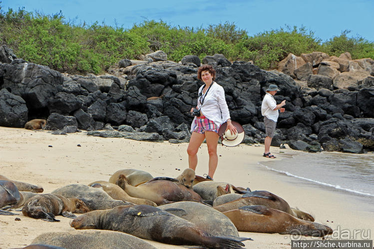 Галапагосы. Остров Санта Фе. Этап 2 — колония морских львов