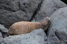 Галапагосы. Остров Санта Фе. Этап 2 — колония морских львов