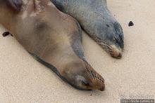 Галапагосы. Остров Санта Фе. Этап 2 — колония морских львов