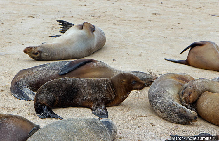 Галапагосы. Остров Санта Фе. Этап 2 — колония морских львов