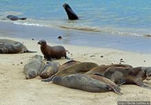 Галапагосы. Остров Санта Фе. Этап 2 — колония морских львов