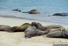 Галапагосы. Остров Санта Фе. Этап 2 — колония морских львов
