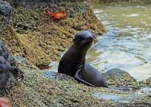 Галапагосы. Остров Санта Фе. Этап 2 — колония морских львов