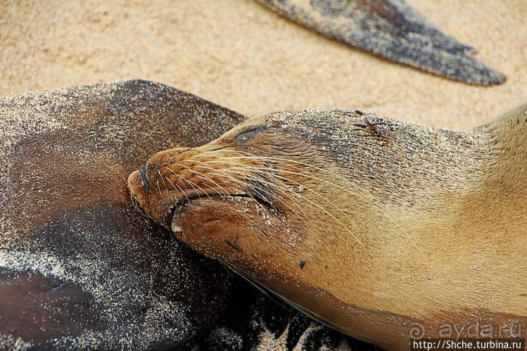 Галапагосы. Остров Санта Фе. Этап 2 — колония морских львов