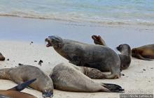 Галапагосы. Остров Санта Фе. Этап 2 — колония морских львов