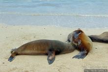 Галапагосы. Остров Санта Фе. Этап 2 — колония морских львов