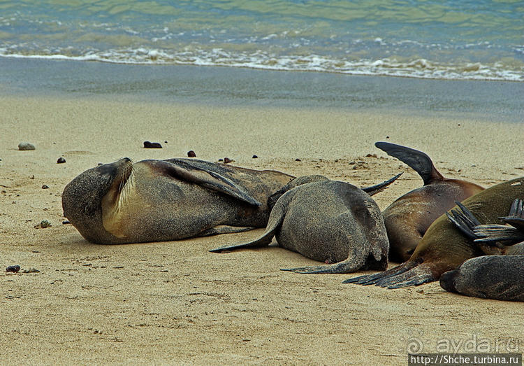 Галапагосы. Остров Санта Фе. Этап 2 — колония морских львов