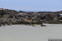 Галапагосы. Остров Санта Фе. Этап 2 — колония морских львов