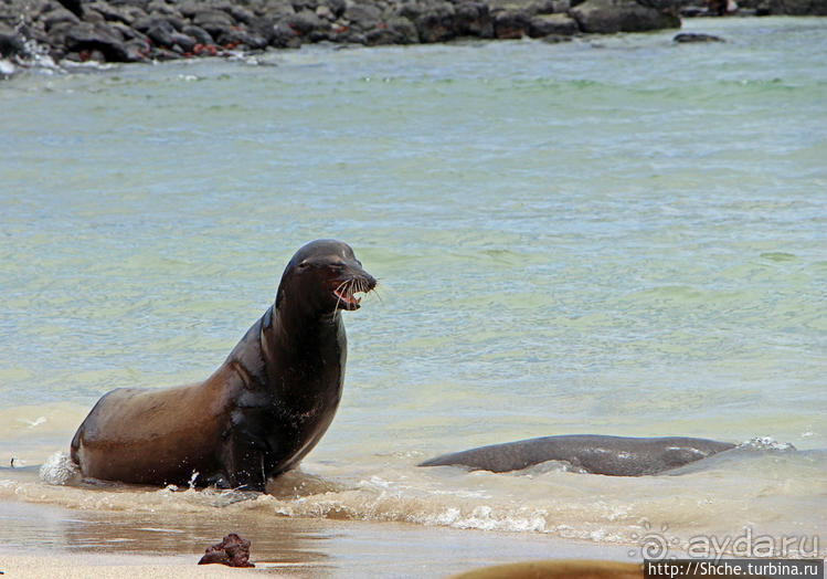 Галапагосы. Остров Санта Фе. Этап 2 — колония морских львов