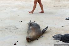 Галапагосы. Остров Санта Фе. Этап 2 — колония морских львов