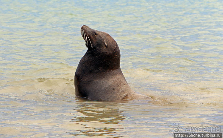 Галапагосы. Остров Санта Фе. Этап 2 — колония морских львов
