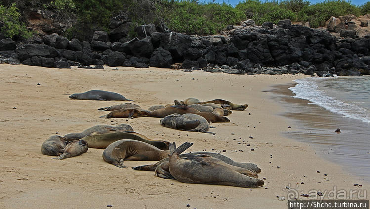 Галапагосы. Остров Санта Фе. Этап 2 — колония морских львов