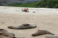 Галапагосы. Остров Санта Фе. Этап 2 — колония морских львов