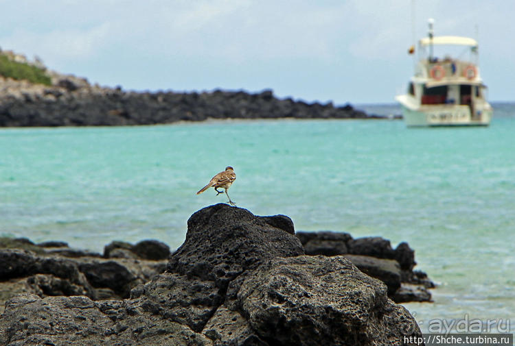 Галапагосы. Остров Санта Фе. Этап 2 — колония морских львов