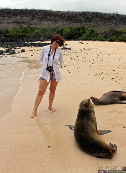 Галапагосы. Остров Санта Фе. Этап 2 — колония морских львов