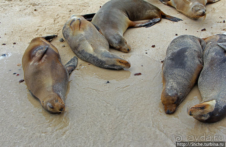 Галапагосы. Остров Санта Фе. Этап 2 — колония морских львов