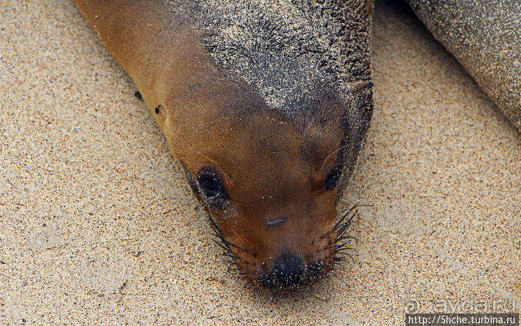 Галапагосы. Остров Санта Фе. Этап 2 — колония морских львов