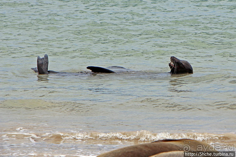 Галапагосы. Остров Санта Фе. Этап 2 — колония морских львов