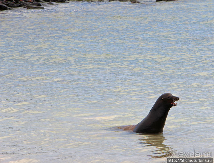 Галапагосы. Остров Санта Фе. Этап 2 — колония морских львов