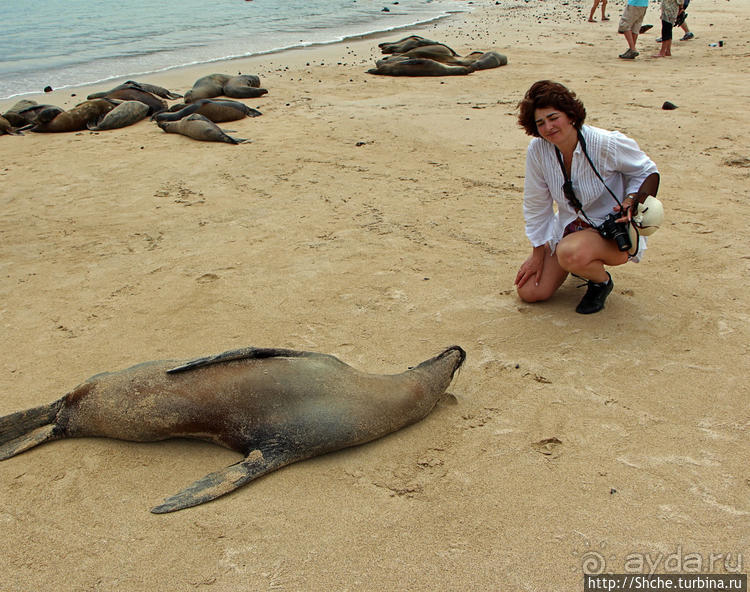 Галапагосы. Остров Санта Фе. Этап 2 — колония морских львов